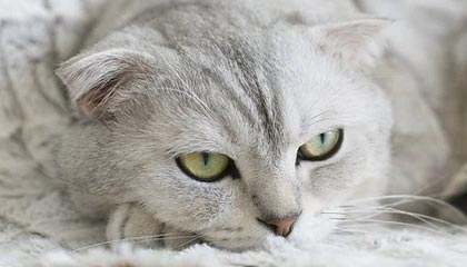 九游APP：打开游戏新纪元，玩出专属你的精彩世界