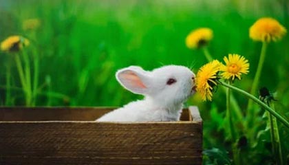 开云APP：开启智能生活的新方式